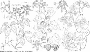 FNA12 P02 Parthenocissus quinquefolia.jpeg
