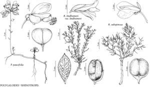 FNA10 P42 Polygaloides paucifolia.jpg