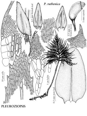 PleuPleuroziopsisRuthenica.jpeg