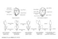 FNA25 P234 Spikelets and Spikelet Units pg 604.jpeg