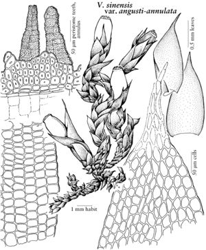 Erpo Venturiella sinensis v angusti-annulata 2007 01 06.jpeg