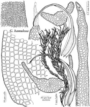 Grim Grimmia hamulosa.jpeg
