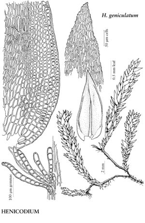 PteroHenicodiumGeniculatum.jpeg
