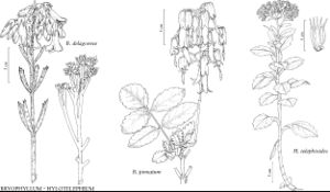 FNA8 P20 Bryophyllum delagoense.jpeg
