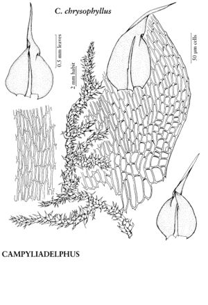 AmblCampyliadelphusChrysophyllus.jpeg