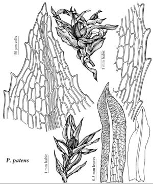 Funa Physcomitrella patens.jpeg