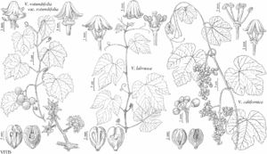 FNA12 P01 Vitis rotundifolia.jpeg