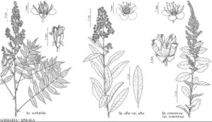 FNA9 P34 Sorbaria sorbifolia.jpeg