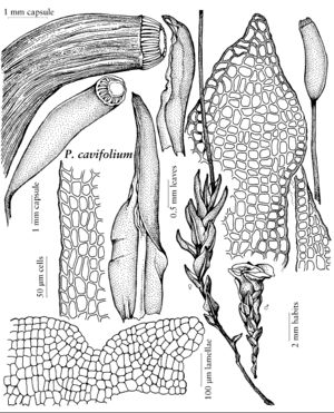 Poly Psilopilum cavifolium.jpeg