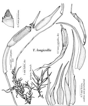 Bruc Trematodon longicollis.jpeg