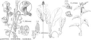 FNA03 P7 Cassytha Anemopsis Saururus pg 36.jpeg