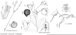 FNA4 P82 Talinopsis frutescens.jpeg