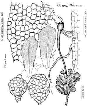 Oedi Oedipodium griffithsianum new.jpeg