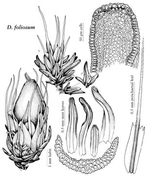 Diph Diphyscium foliosum.jpeg