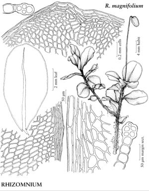 MniaRhizomniumMagnifolium.jpeg