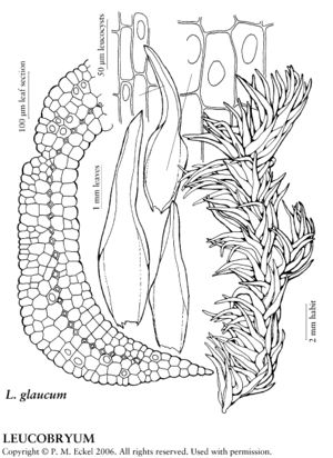 Leucobryaceae Leucobryum Glaucum Art 12-1.jpeg