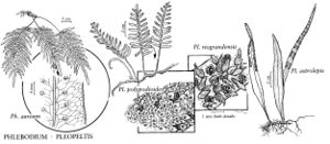 FNA2 P48 Phlebodium-Pleopeltis pg 324.jpeg
