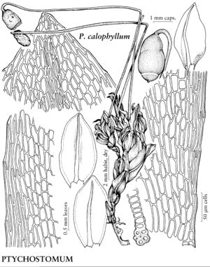 BryaPtychostomumCalophyllum.jpeg