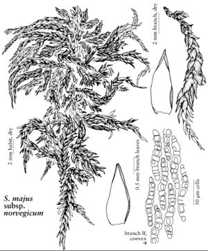 Spha Sphagnum majus subsp norvegicum.jpeg