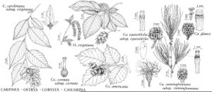 FNA03 P102 Carpinus Ostrya Corylus Causurina pg 537.jpeg