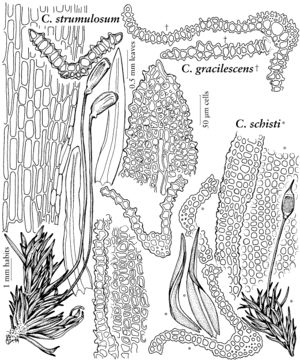 Dicr Cynodontium strumulosum gracilescens schisti 2007 01 16.jpeg