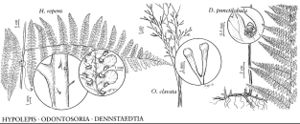 FNA2 P29 Hypolepis-Odontosoria-Dennstaedtia pg 200.jpeg