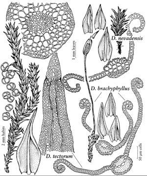 Pott Didymodon brachyphyllus nevadensis tectorum.jpeg