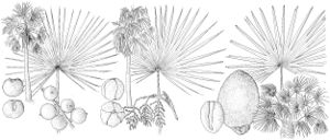 FNA22 P18 Thrinax Coccothrinax Rhapidophyllum pg 99.jpeg