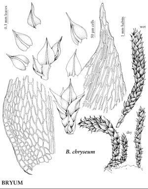 BryaBryumChryseum.jpeg