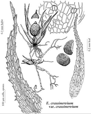 Ephe Ephemerum crassinervium v. cras 2007 01 06.jpeg